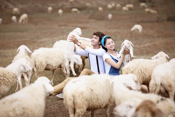Giải mã giấc mơ thấy cừu thường có điềm báo gì