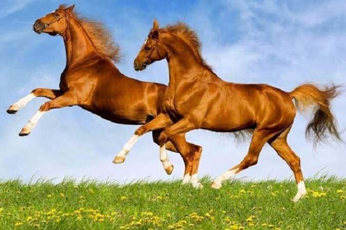 Nằm mơ thấy con ngựa